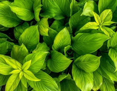 Lush Green Hosta Plant Leaves Background