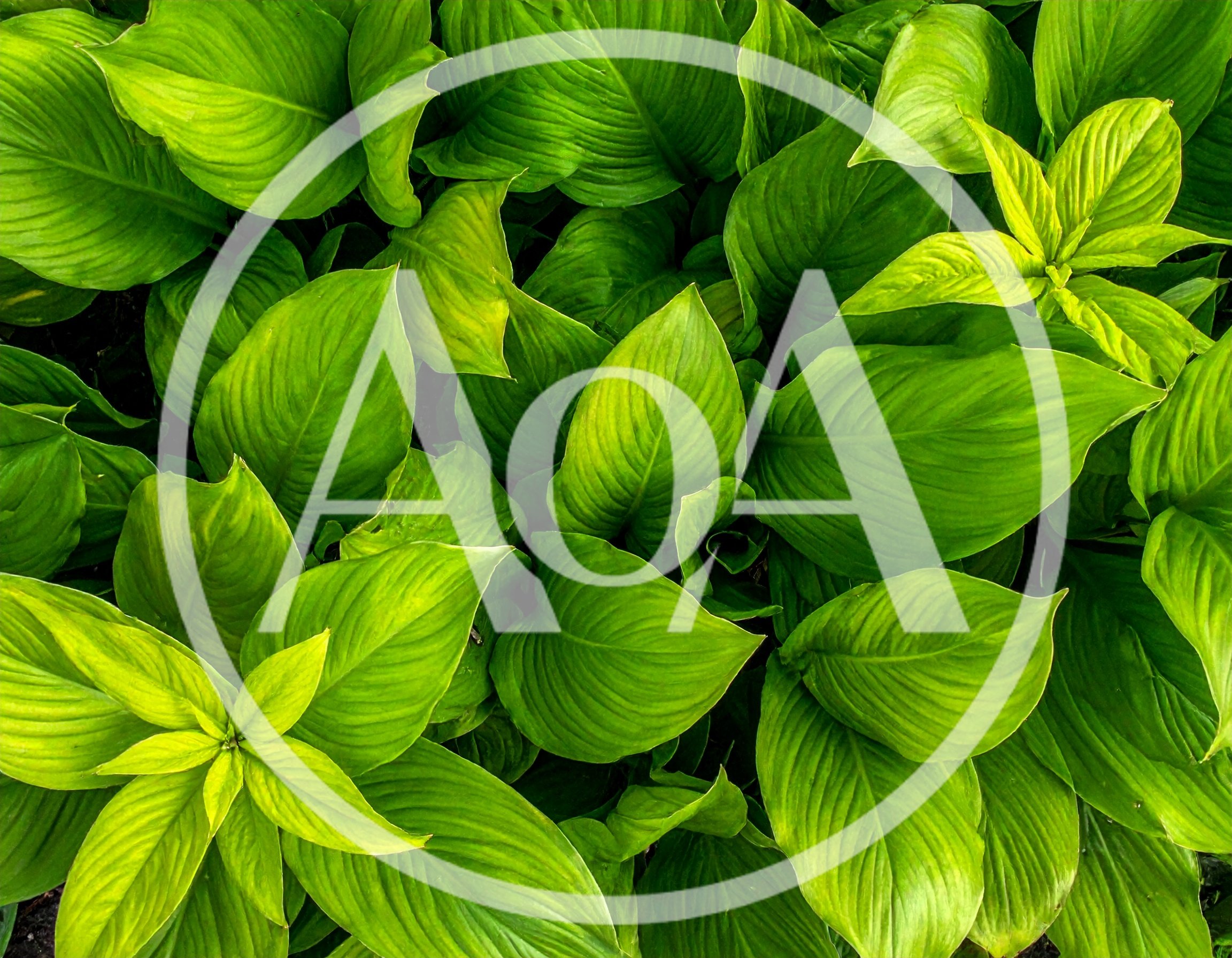 Lush Green Hosta Plant Leaves Background