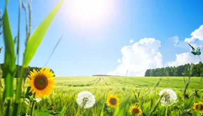 Sunflowers And Dandelions In A Sunny Green Field
