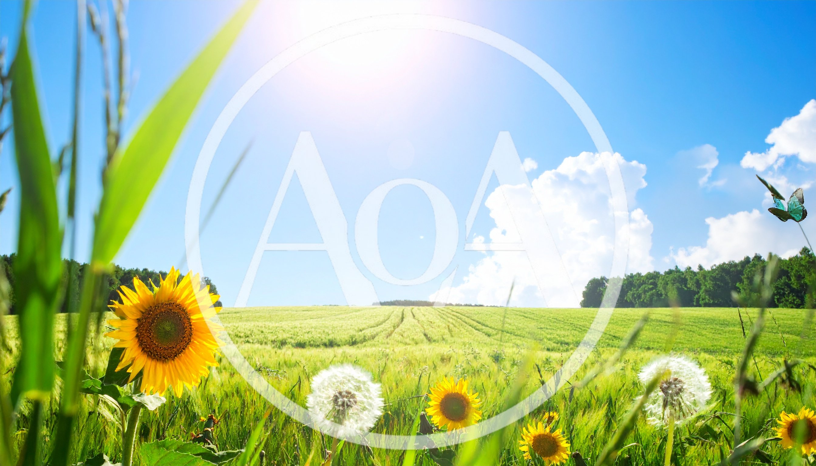 Sunflowers And Dandelions In A Sunny Green Field