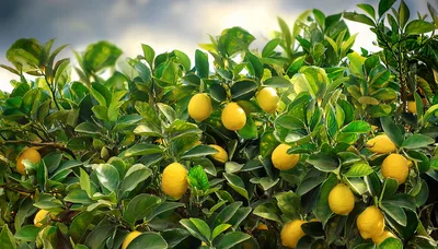 Ripe Yellow Lemons Hanging On A Lush Tree