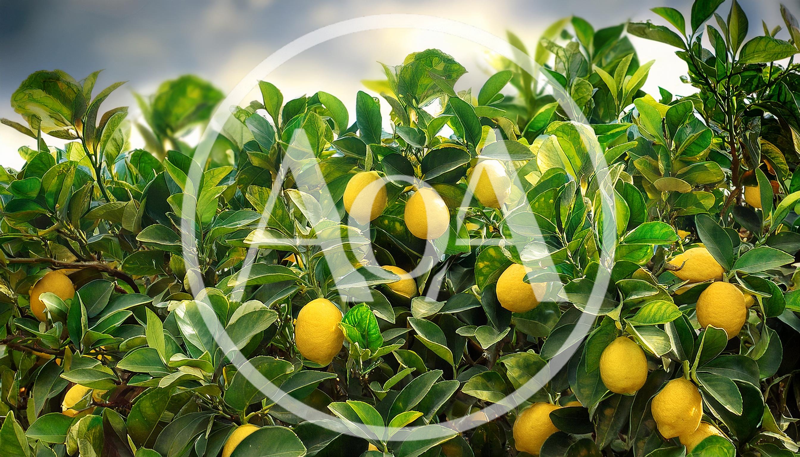 Ripe Yellow Lemons Hanging On A Lush Tree