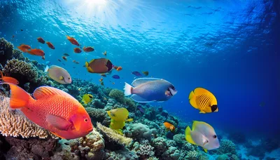 Vibrant Tropical Fish Swimming Over A Coral Reef