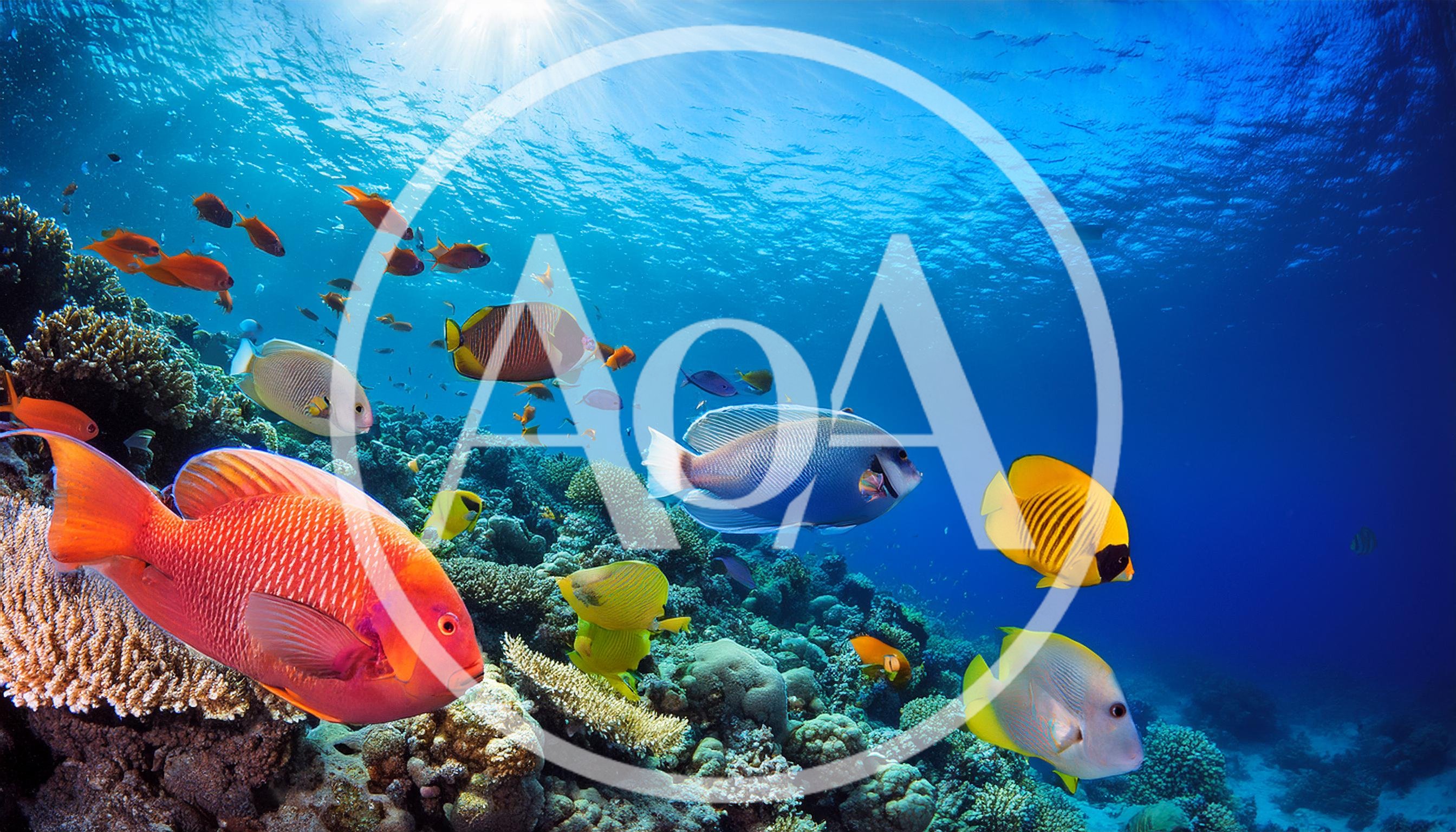 Vibrant Tropical Fish Swimming Over A Coral Reef