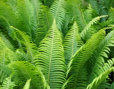 Lush Green Fern Fronds In A Forest Setting