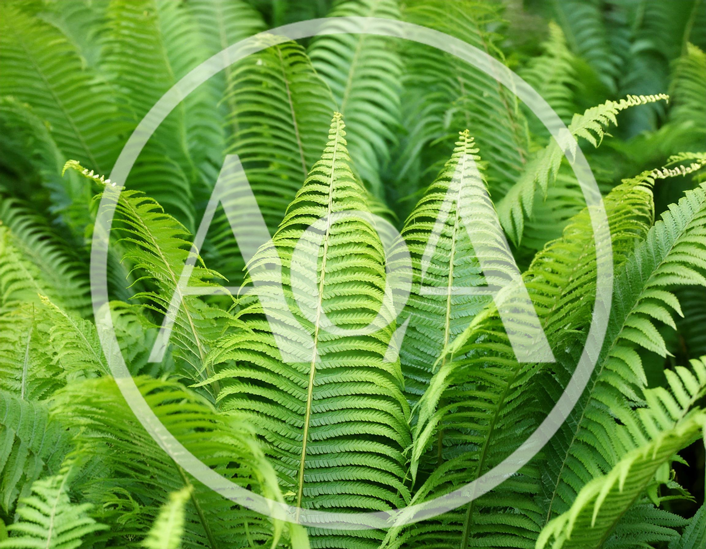 Lush Green Fern Fronds In A Forest Setting