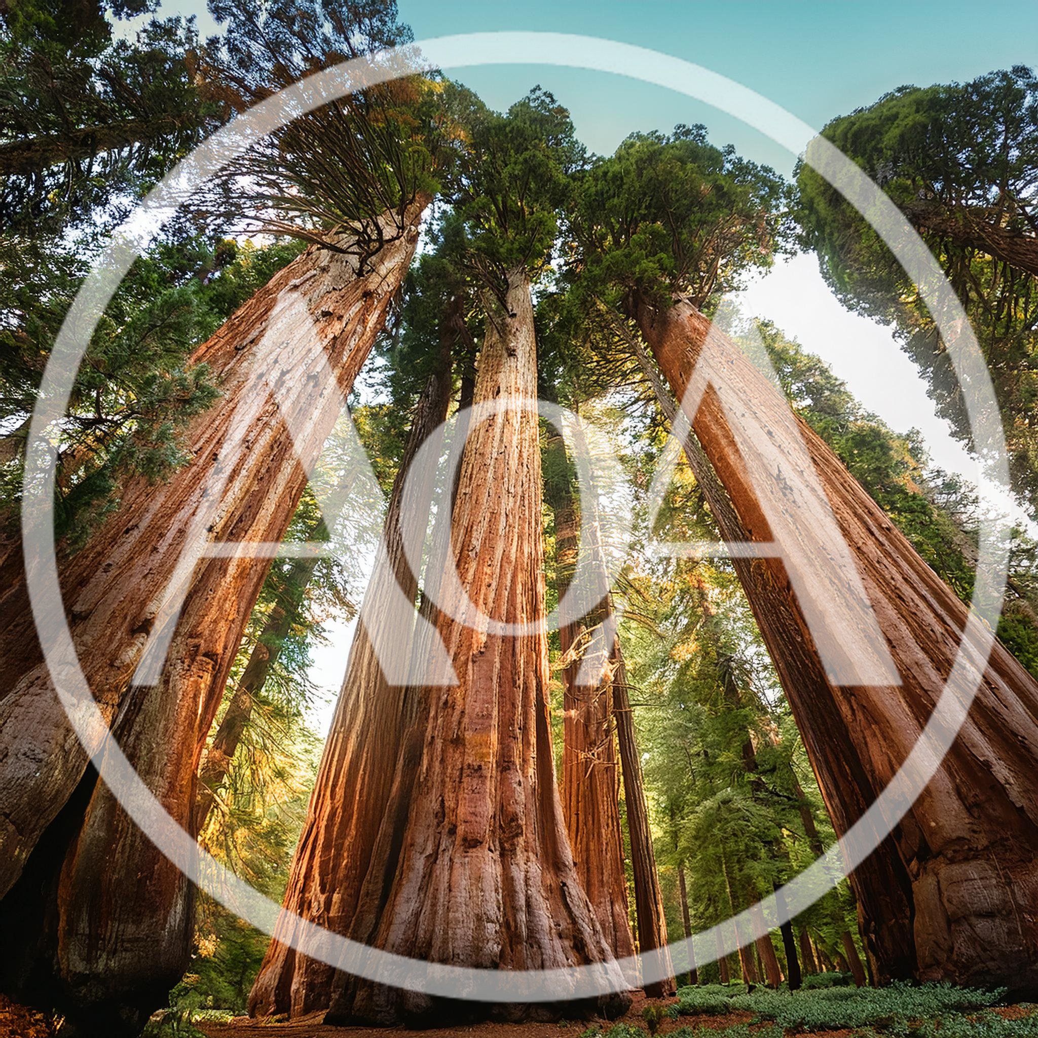 Giant Sequoia Trees In A California Forest