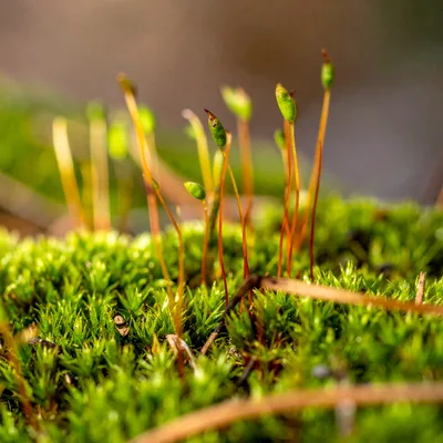 Macro Shot Of Moss Sporophytes Growing In Forest