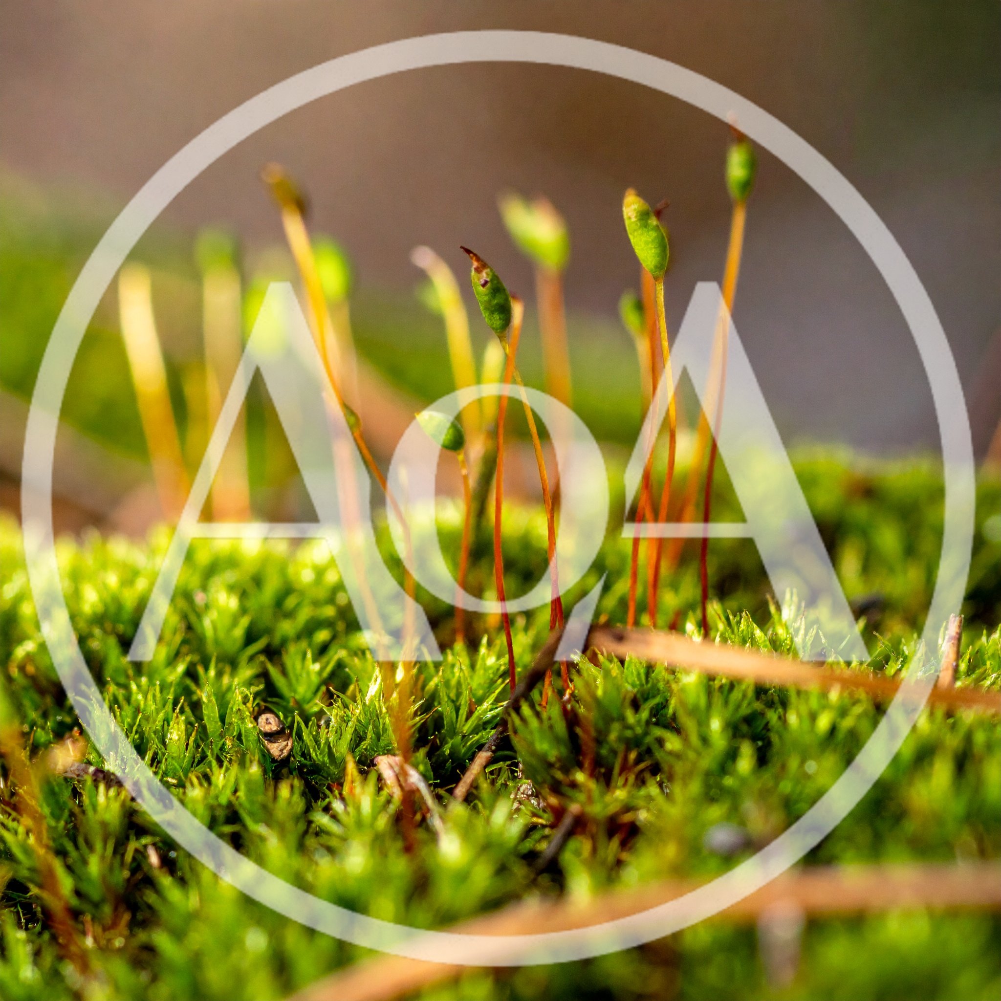 Macro Shot Of Moss Sporophytes Growing In Forest