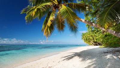 Tropical Beach With Palm Trees And Turquoise Ocean