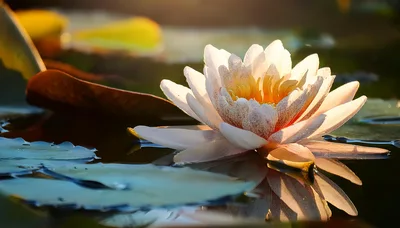 White Water Lily Blooming In A Calm Pond