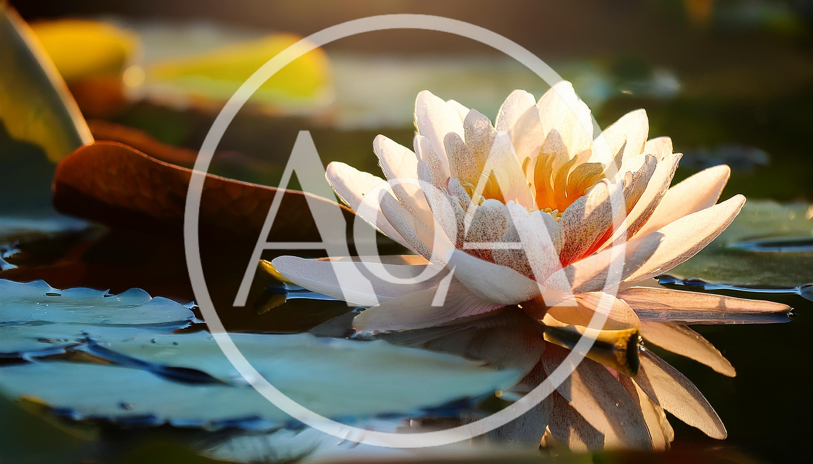 White Water Lily Blooming In A Calm Pond