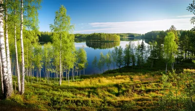 Scenic Birch Forest Overlooking A Calm Finnish Lake