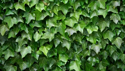 Lush Green Ivy Leaves Covering A Wall