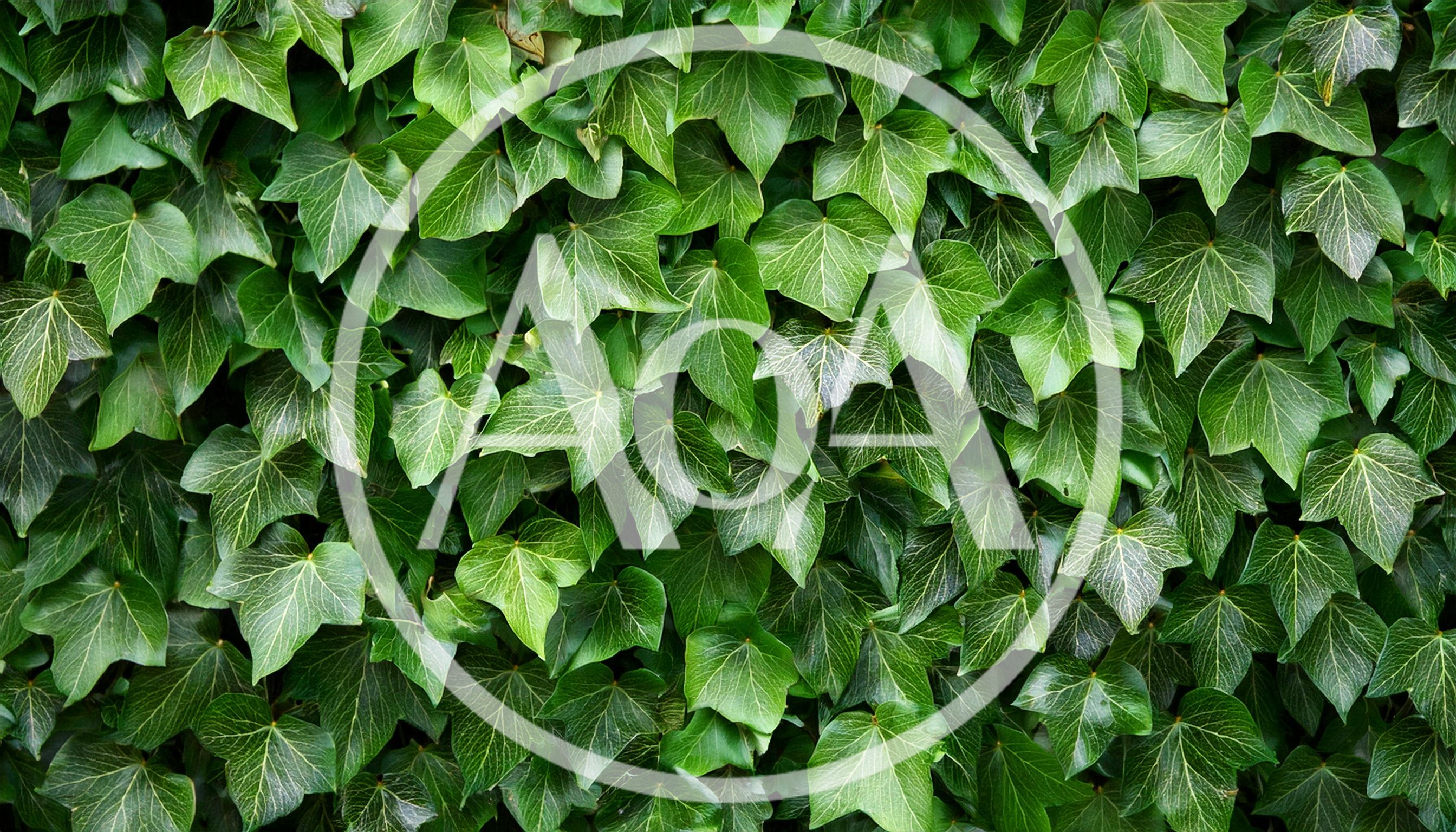 Lush Green Ivy Leaves Covering A Wall