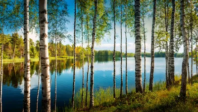Birch Trees Along A Calm Finnish Lake