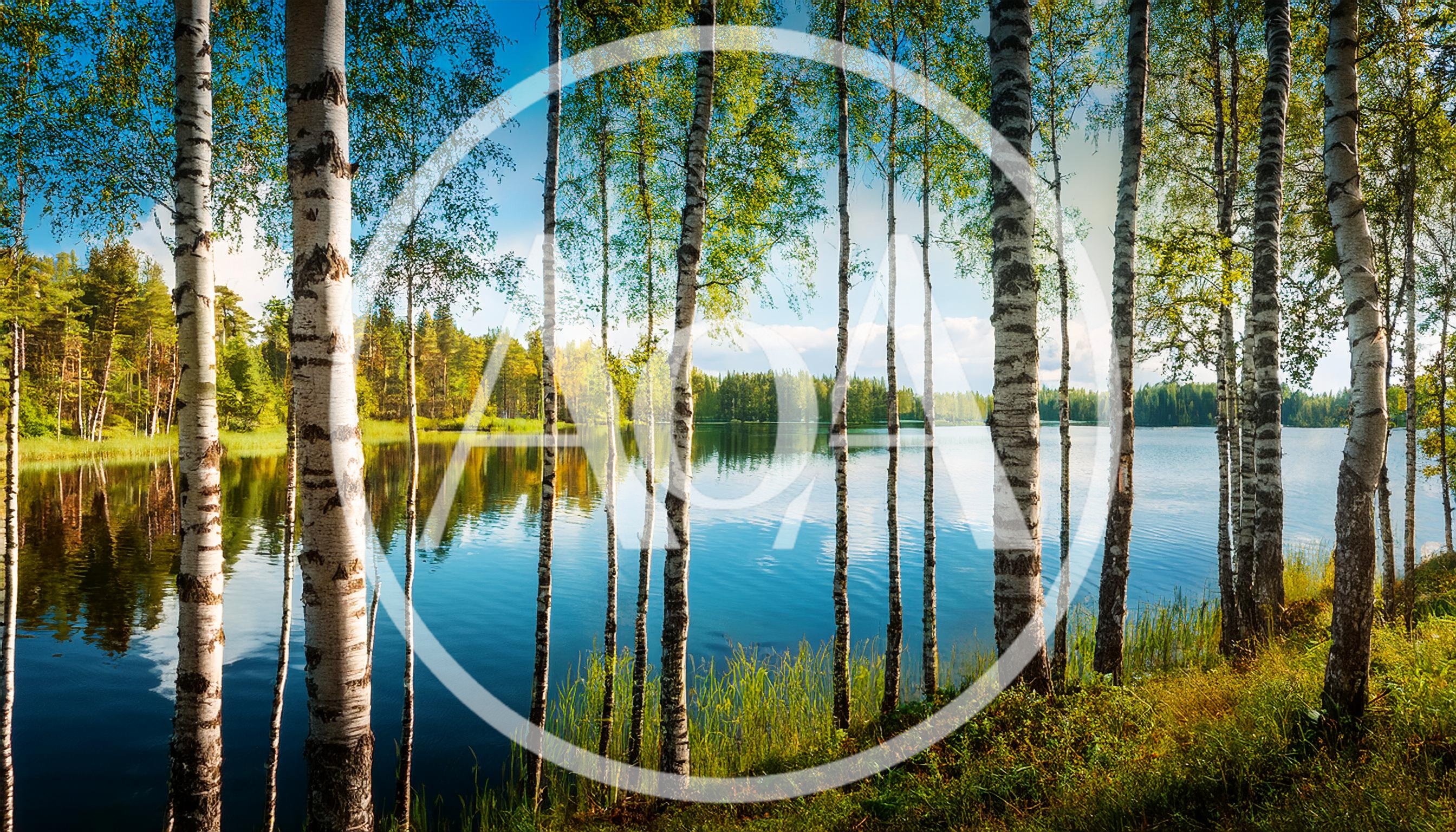 Birch Trees Along A Calm Finnish Lake