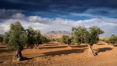 Olive Tree Orchard In A Sunny Mediterranean Landscape