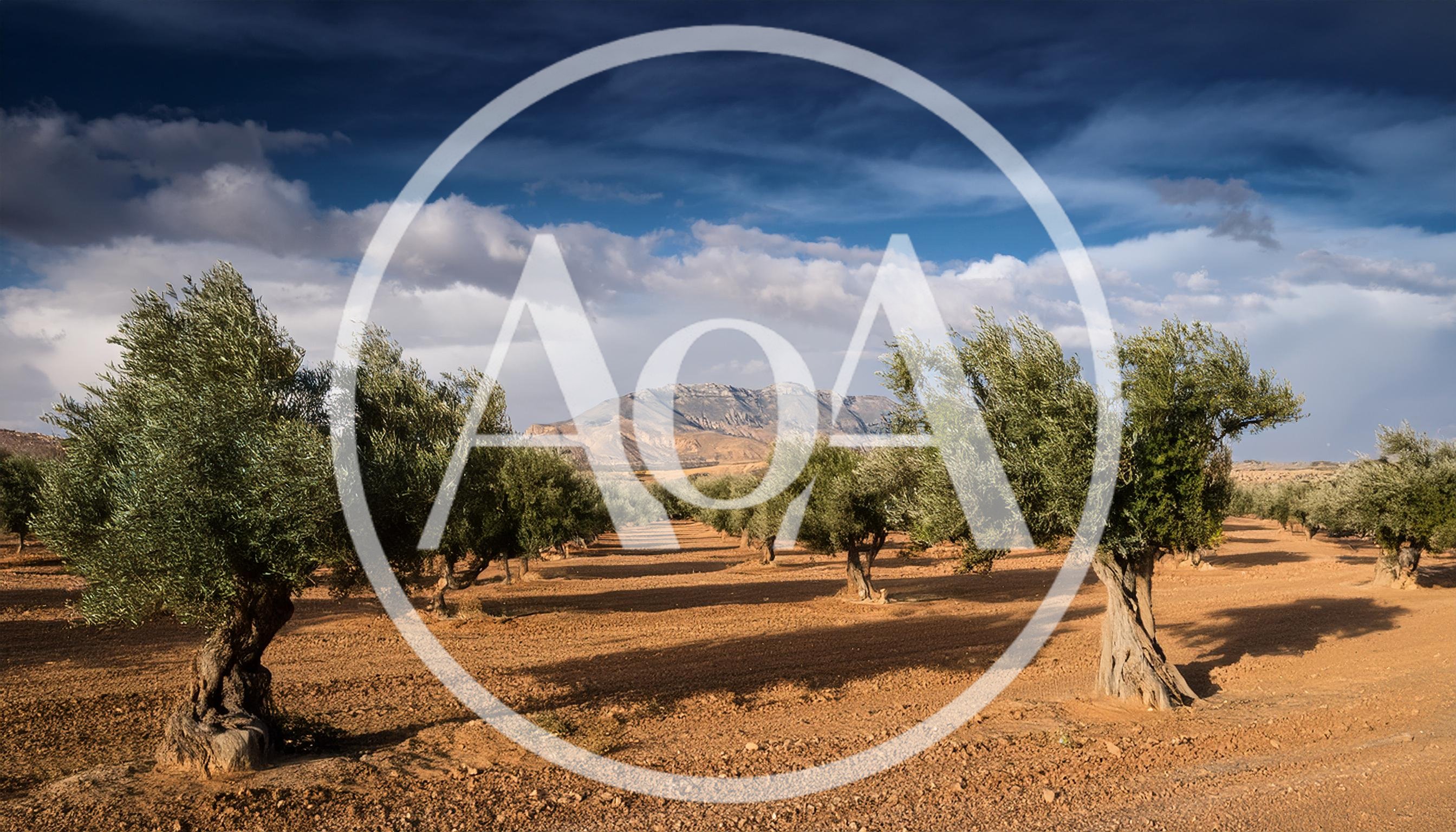 Olive Tree Orchard In A Sunny Mediterranean Landscape