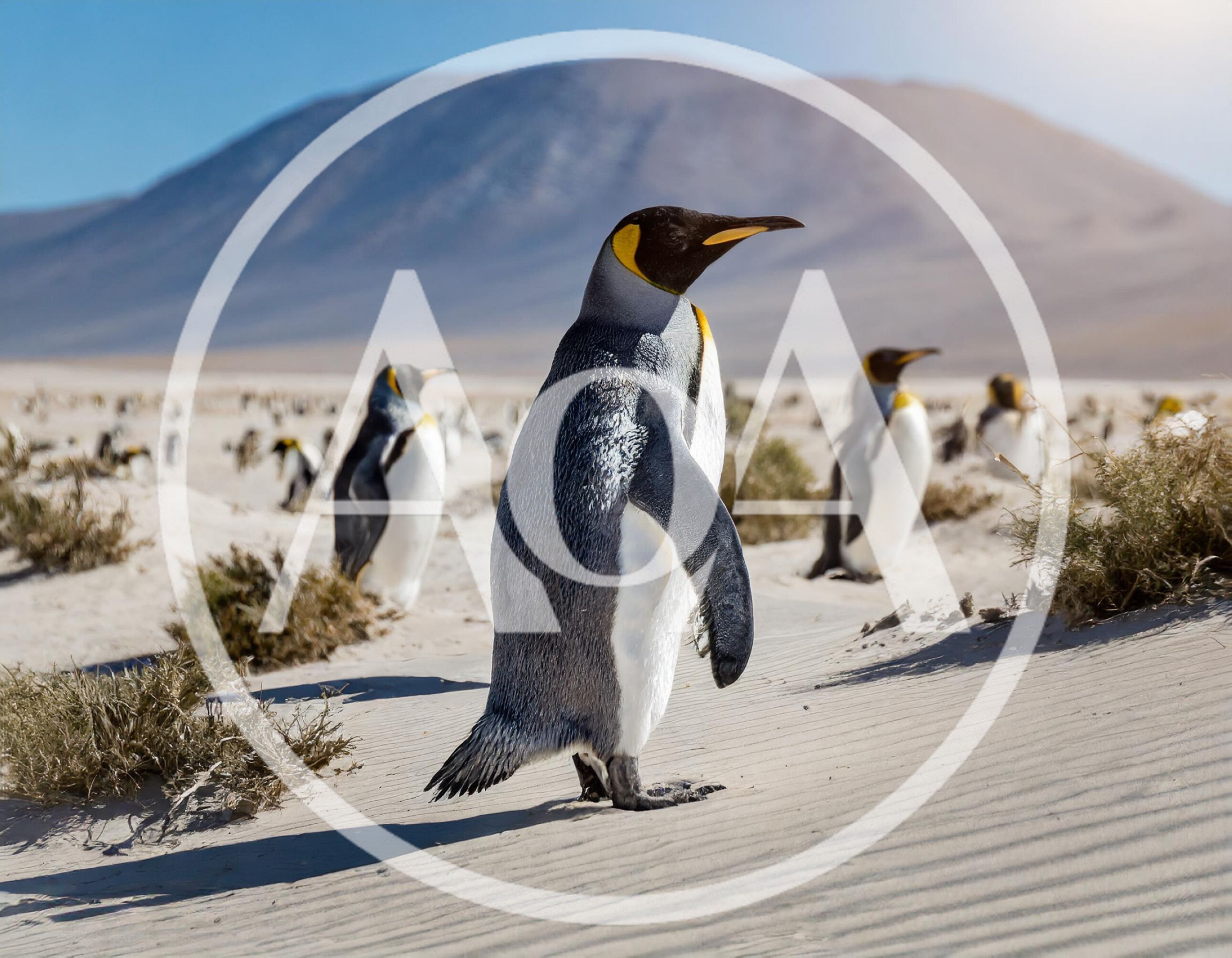 King Penguins Standing On Sandy Beach In Patagonia