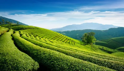 Lush Green Tea Plantation Hills Under Blue Sky