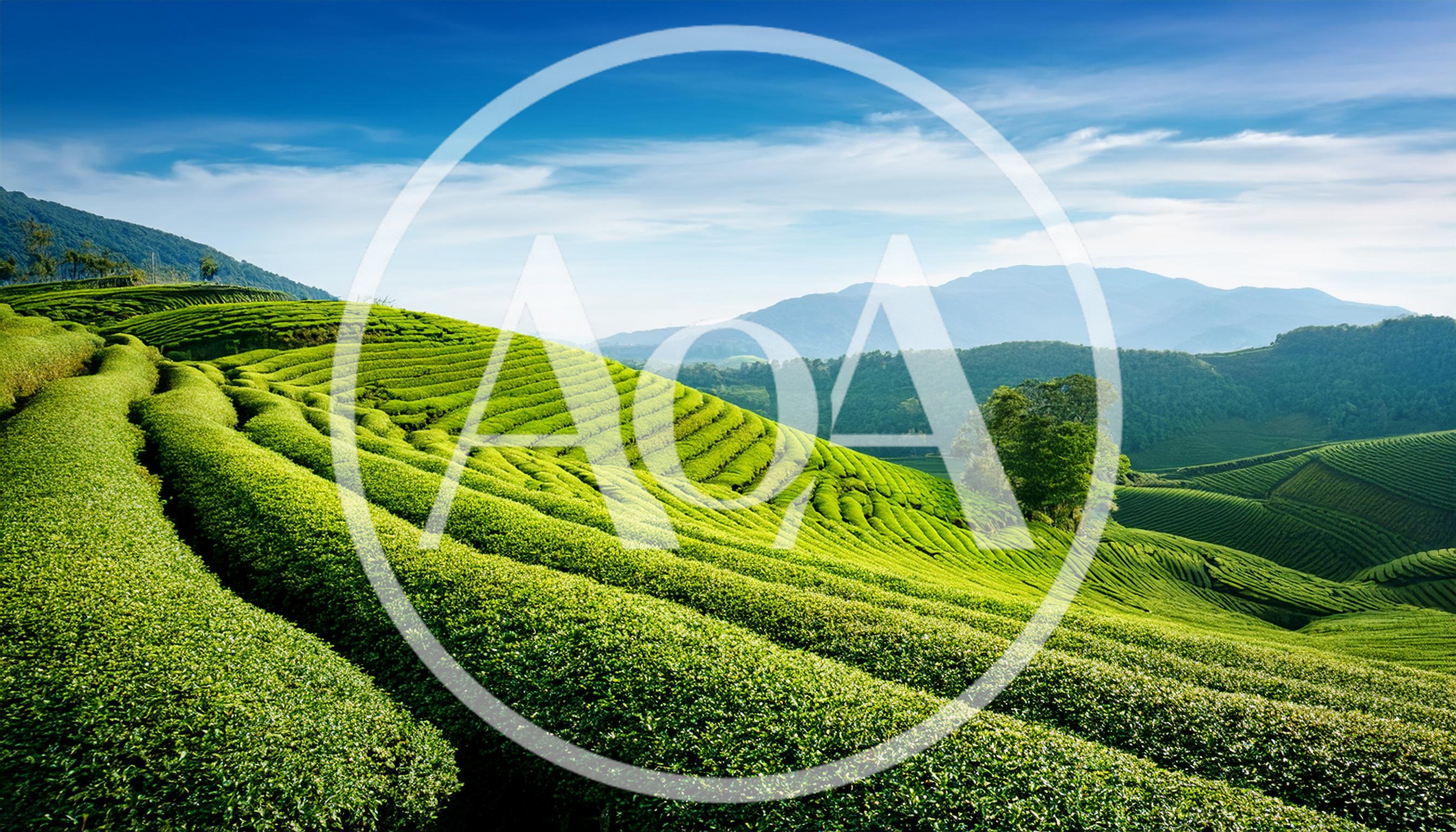 Lush Green Tea Plantation Hills Under Blue Sky