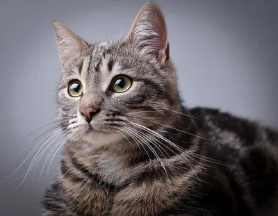 Portrait Of A Tabby Cat Looking Away