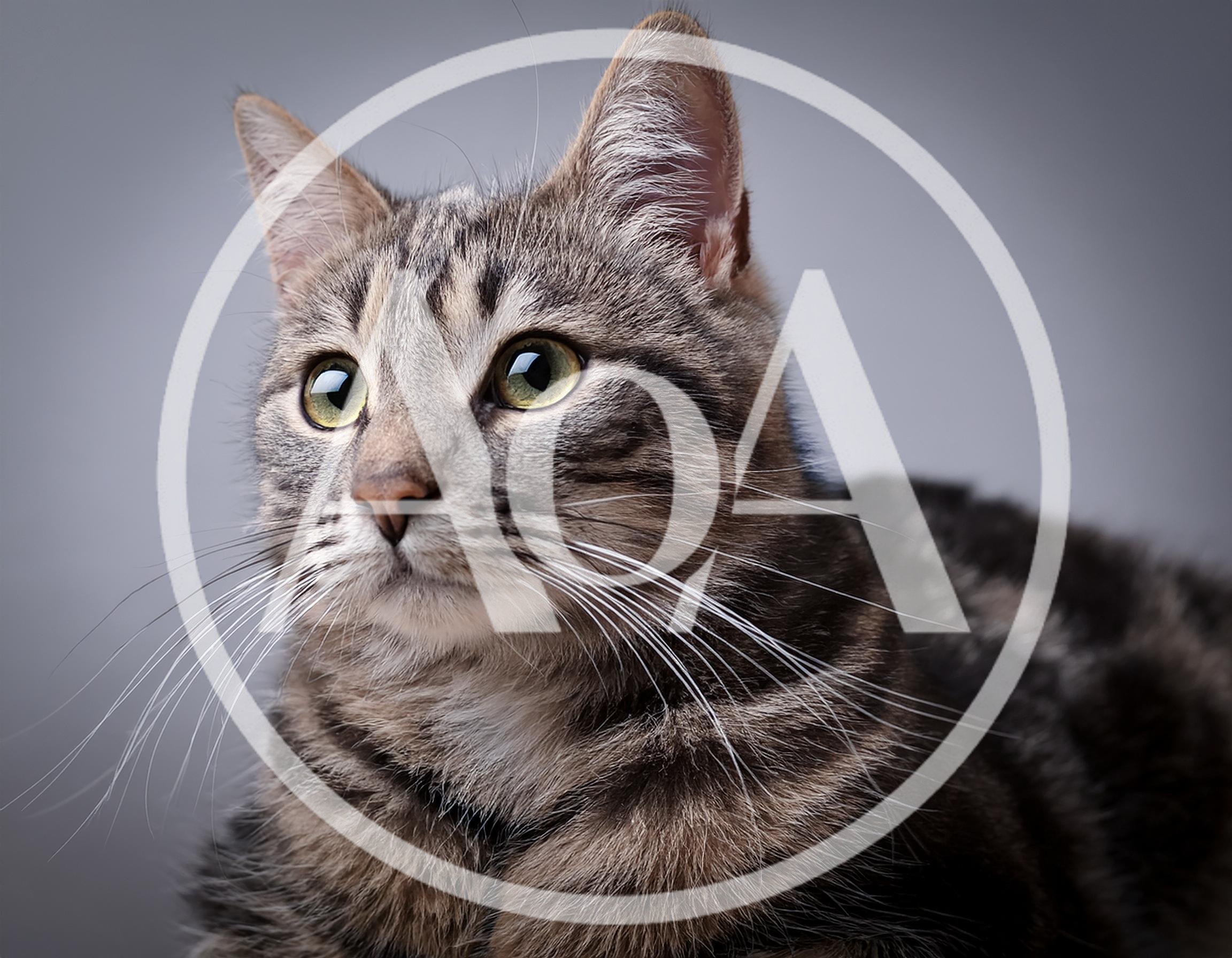 Portrait Of A Tabby Cat Looking Away