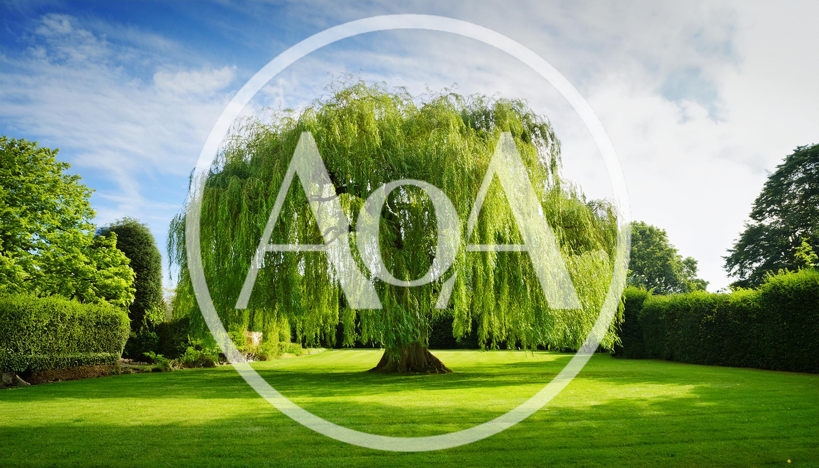 Large Weeping Willow Tree In A Sunny Garden