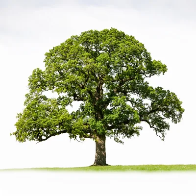 Large Mature Oak Tree Standing In A Green Field
