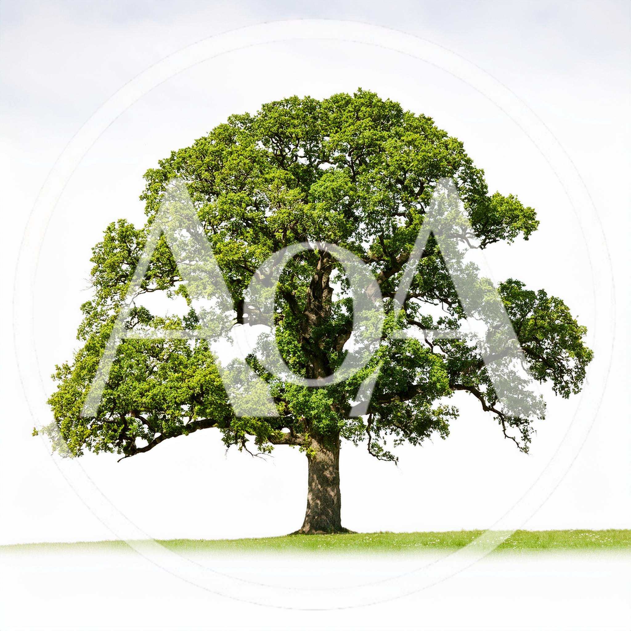 Large Mature Oak Tree Standing In A Green Field