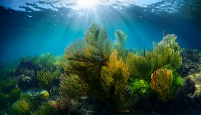 Vibrant Sea Fan Corals Under Sunlit Tropical Waters