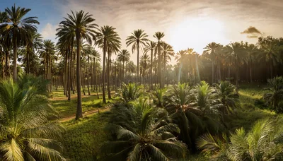 Sunlit Palm Tree Grove At Golden Hour