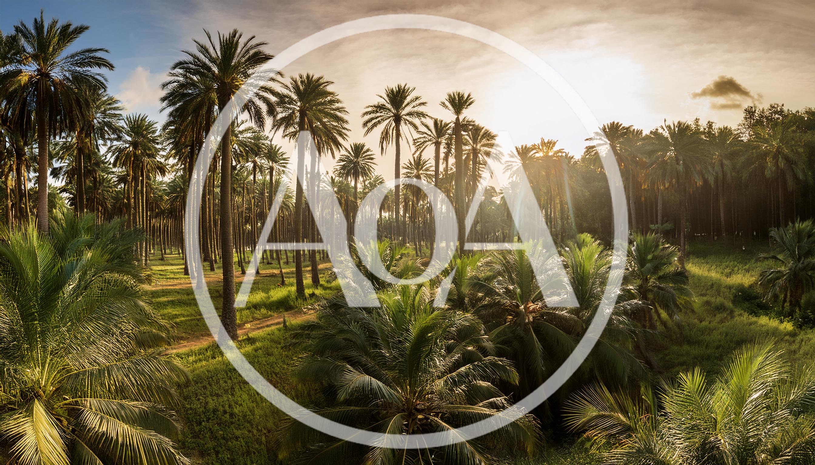 Sunlit Palm Tree Grove At Golden Hour
