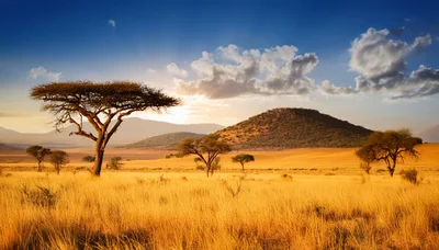 Acacia Trees In The Golden African Savanna At Sunset