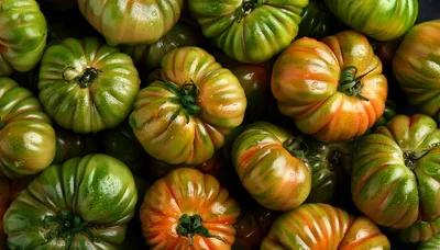 Fresh Heirloom Tomatoes With Water Droplets