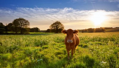 Brown Cow Standing In A Sunny Meadow At Sunset