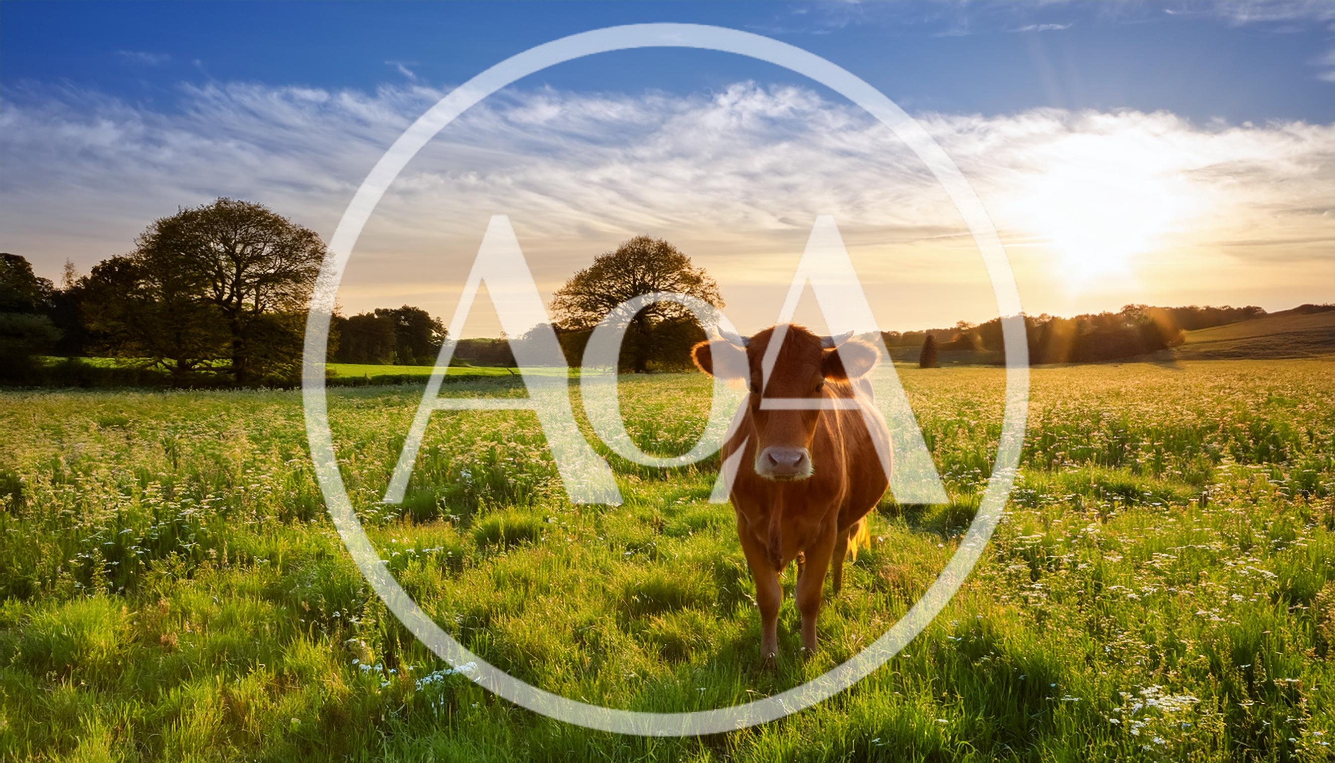 Brown Cow Standing In A Sunny Meadow At Sunset