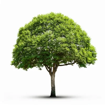 Single Deciduous Tree With Lush Green Foliage