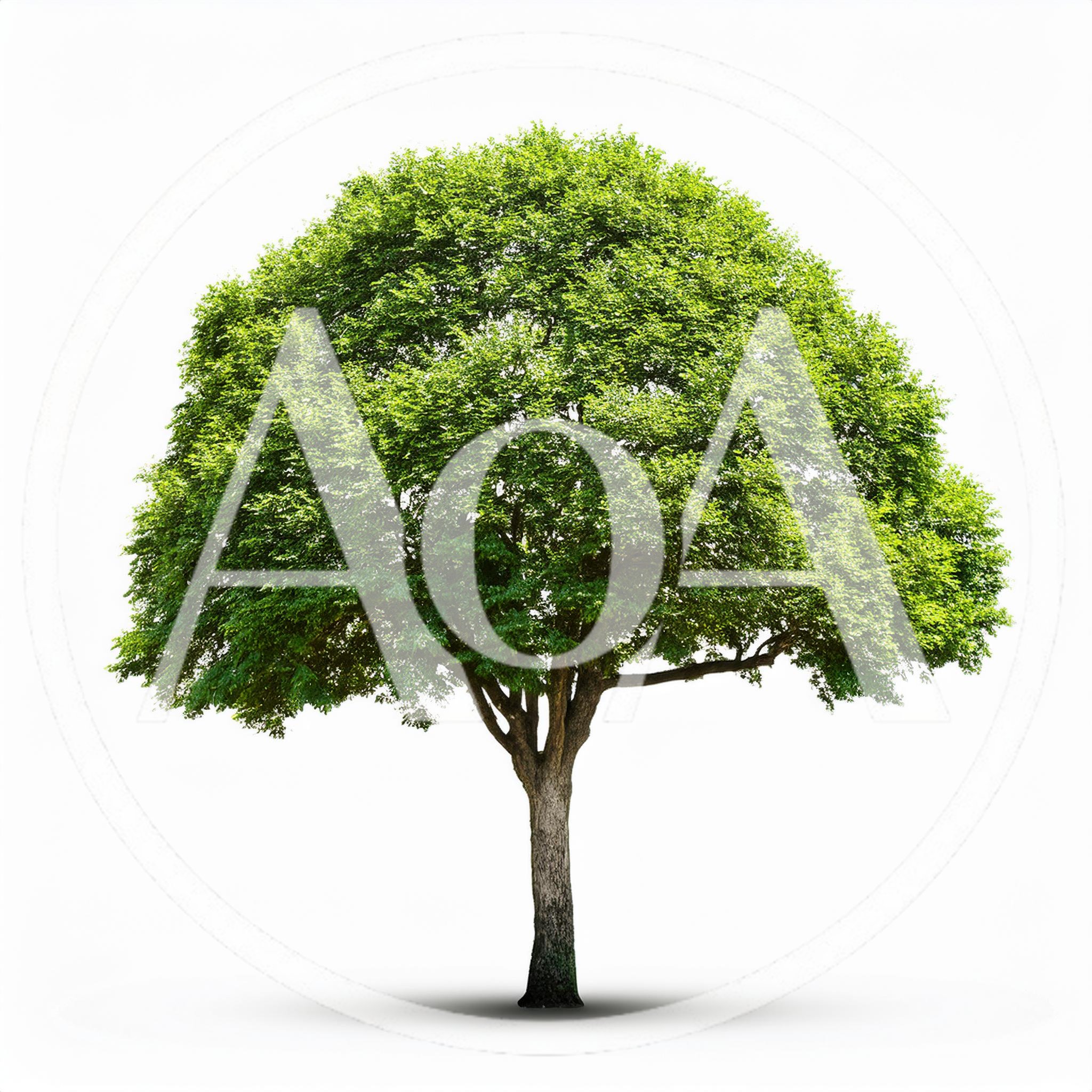 Single Deciduous Tree With Lush Green Foliage