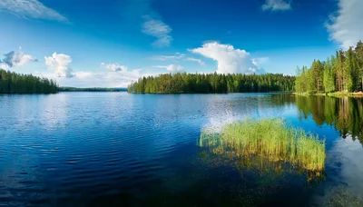 Panoramic View Of A Serene Finnish Lake With Reeds