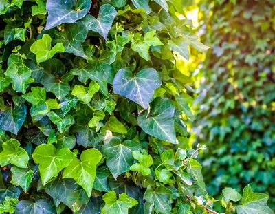 Lush Green Ivy Leaves Covering A Wall