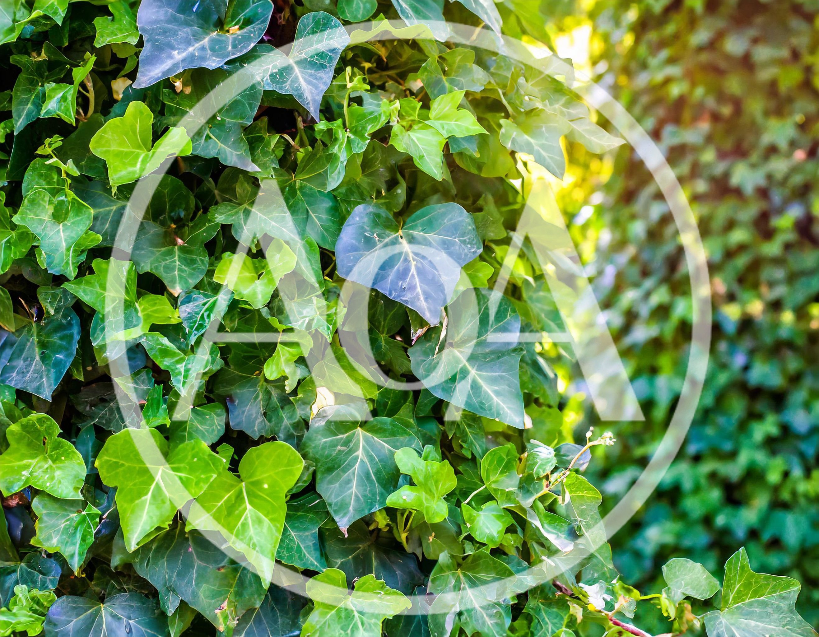 Lush Green Ivy Leaves Covering A Wall