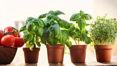 Fresh Herbs And Tomatoes In Clay Pots