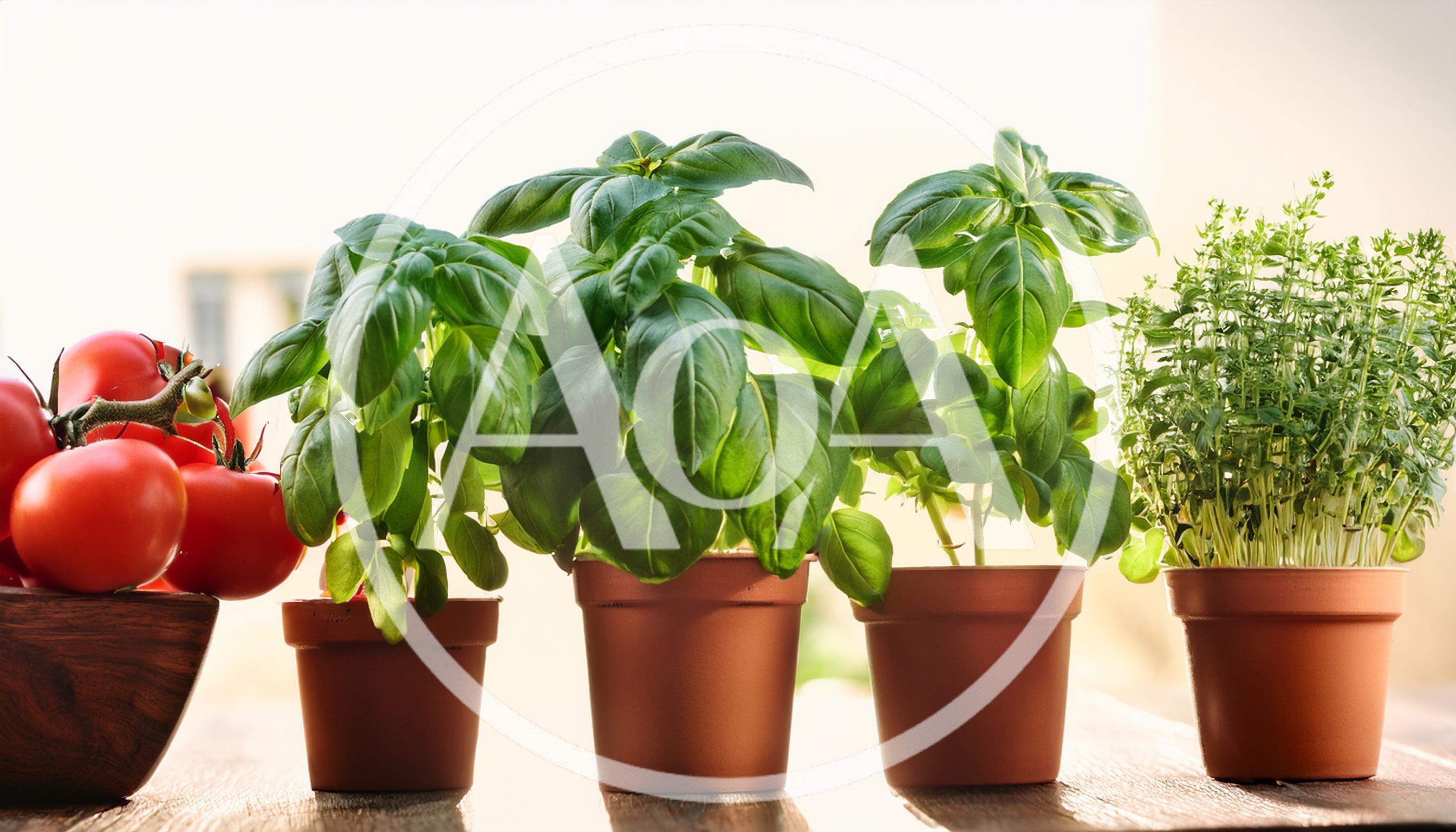 Fresh Herbs And Tomatoes In Clay Pots