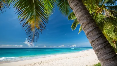 Tropical Beach Scene With Palm Tree And Turquoise Water