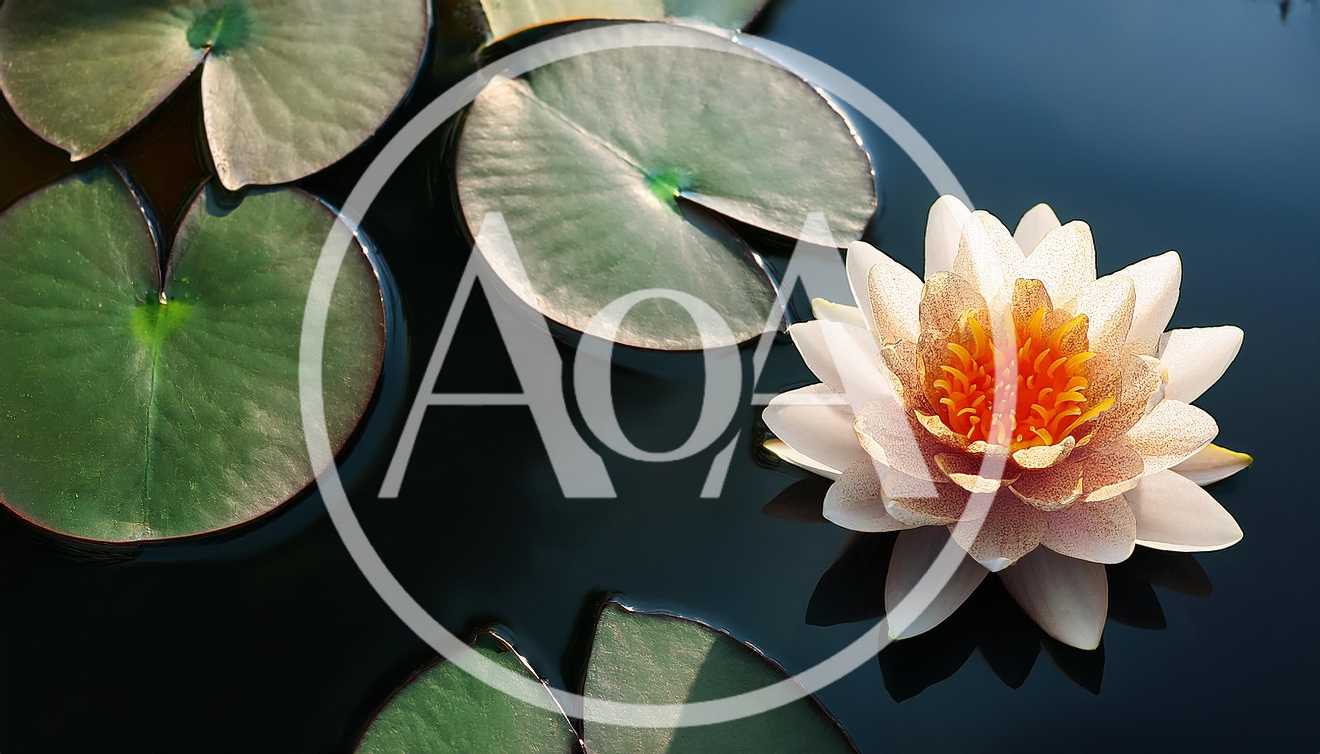 White Water Lily Floating On Dark Pond Water