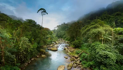 Lush Tropical Rainforest River Flowing Through Dense Jungle