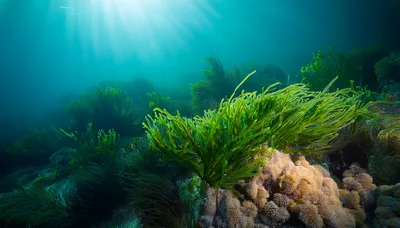Vibrant Green Seaweed Growing On Tropical Coral Reef