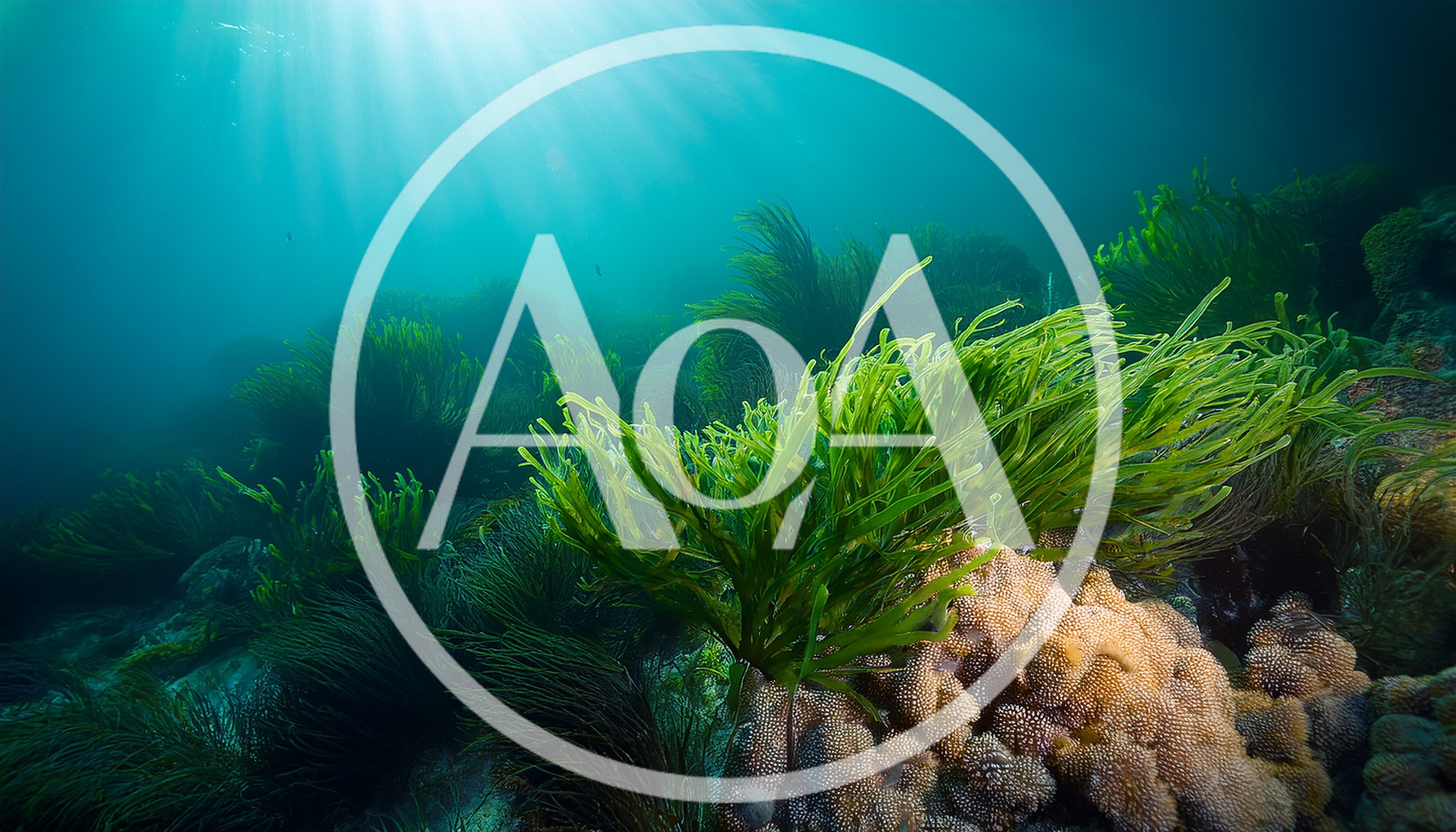 Vibrant Green Seaweed Growing On Tropical Coral Reef